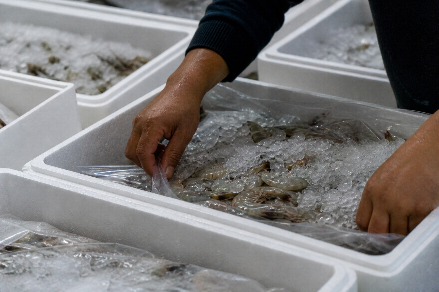 Export seafood packing
